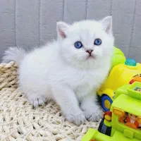 *مجموعه گربه های پرشین بریتیش اسکاتیش، همه مدل ناز