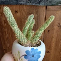 گل های طبیعی|گل و گیاه طبیعی|نیشابور, شریعتی|دیوار