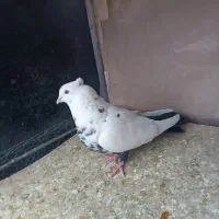 دمبی|پرنده|شاهرود, |دیوار