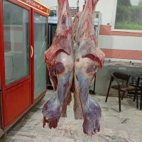 گاو گوساله افتاده|حیوانات مزرعه|ایجرود, |دیوار