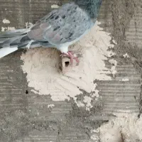 کبوتر صید|پرنده|مشهد, تلگرد|دیوار