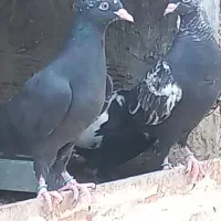 کبوتر سینه ای سینه سیاه