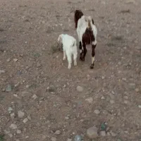 بز داشتی|حیوانات مزرعه|سده (خراسان جنوبی), |دیوار