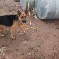 فروش سگ ژرمن نگهبان