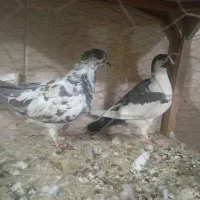 کبوتر معاوضه
