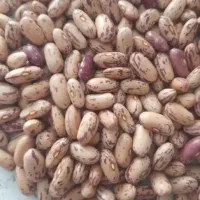 لوبیا چیتی۴۰ کیلوی