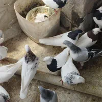 کفتر رنگی|پرنده|الوند, |دیوار