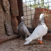 کبوتر جفتگاه|پرنده|میان جلگه, |دیوار