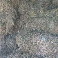 یونجه
