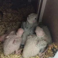 جوجه گرینچیک