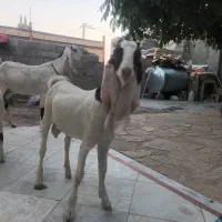 بزگلابی  آبستن