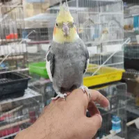 زنجان طوطی|پرنده|زنجان, |دیوار