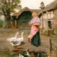 مرغ و خروس محلی