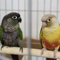 طوطی گرینچیک نژاد آناناسی و یلوساید مولد