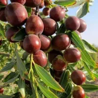 تولید نهال عناب قائنات