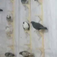 کبوتر فروشی منزل اباد