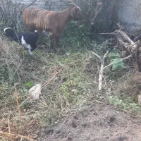 بز جوان وچاق همراه با بزغاله|حیوانات مزرعه|بهشهر, |دیوار