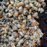 حلزون های وروجک|خزنده|کرج, برغان|دیوار