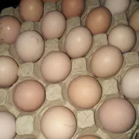 دونه۹ شونه ای۲۷۰ کارتتی ۱۶۰۰وزن ۱۰۲۰۰باپیک رایگان