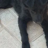 رژمن بلک
