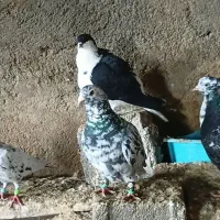 سار سیاه|پرنده|گرمخان, |دیوار