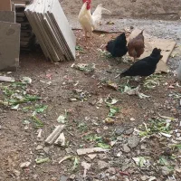 خروس سفید|حیوانات مزرعه|شهر ری, امین آباد|دیوار