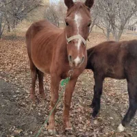 اسب کرد نجیب|اسب و تجهیزات اسب‌سواری|نوبران, |دیوار