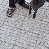 سگ و توله|سگ|شیروان (خراسان), |دیوار