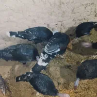 بوقلمون محلی