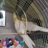 جفت عروس هلندی مولد
