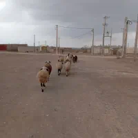 گوسفند|حیوانات مزرعه|قائن, |دیوار