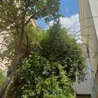 اجاره تخت خوابگاه دخترانه|اجارهٔ کوتاهمدت آپارتمان و سوئیت|شیراز, خلیلی|دیوار