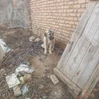 سگ سرابی اصل|سگ|ایجرود, |دیوار