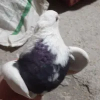کفتر|پرنده|کرمانشاه, |دیوار