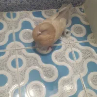 کبوتر کله ای هندی برنجی|پرنده|نجف‌آباد, یزدانشهر|دیوار