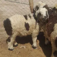 بره نر