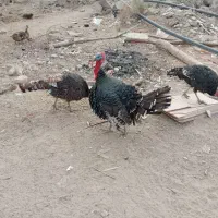 بوقلون محلی