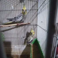 مرغ عشق وعروس|پرنده|پارسآباد, |دیوار