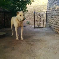 سگ رمه