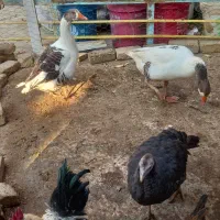 مرغ خروس بوقلمون|حیوانات مزرعه|کبودرآهنگ, |دیوار