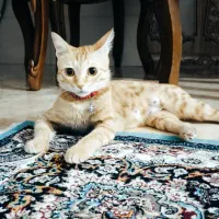 واگذاری گربه ماده