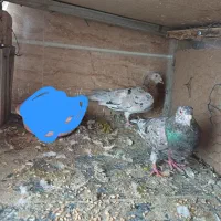 کبوتر|پرنده|محمدیه-قزوین, |دیوار