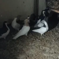 جفت کفتر ساده وچپ شماره تماس