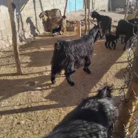 بز کهره دار|حیوانات مزرعه|دشمن زیاری, |دیوار