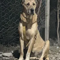 سگ ماده آلابای