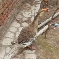 غاز نر