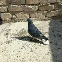 کبوتر|پرنده|زابل, |دیوار