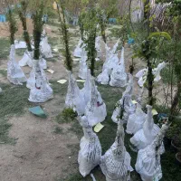 فروش نهال صنوبر تبریزی|خدمات باغبانی و درختکاری|شیروان (خراسان), |دیوار