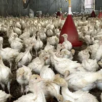 جوجه بوقلمون یک کیلویی بیوتی ۶