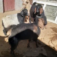 بز خشک و مراسمی|حیوانات مزرعه|ایوان, |دیوار